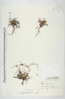 香茹藏品圖，第1張