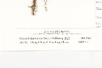香茹藏品圖，第3張