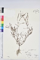 葉下珠、珠仔草藏品圖，第1張