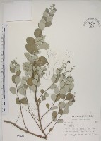 海埔姜藏品圖，第1張