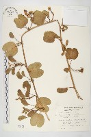 馬鞍藤藏品圖，第1張