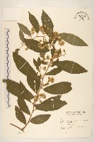 過山龍藏品圖，第1張