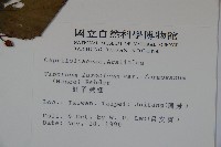 紅子莢迷藏品圖，第2張