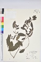 土密樹藏品圖，第1張