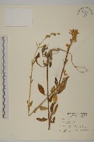 臺灣蠅子草藏品圖，第1張