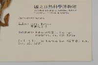 臺灣蠅子草藏品圖，第2張