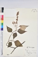 白匏子藏品圖，第1張