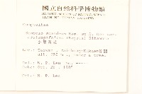 小蔓黃菀藏品圖，第2張