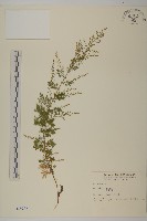 黃花蒿藏品圖，第1張