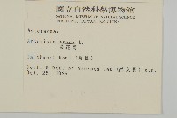 黃花蒿藏品圖，第2張