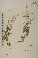 黃花蒿藏品圖，第1張