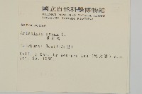 黃花蒿藏品圖，第2張