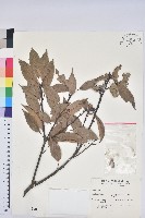 青剛櫟、鐵椆藏品圖，第1張