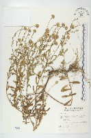 臺灣狗娃花藏品圖，第1張