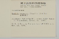 厚葉衛矛藏品圖，第2張