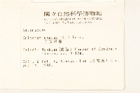 白頂飛蓬藏品圖，第2張