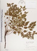 楝、苦楝藏品圖，第1張