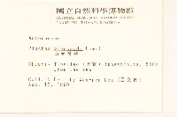 光梗闊苞菊藏品圖，第2張