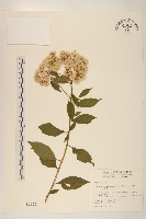 小舌菊、蔓綿菜藏品圖，第1張
