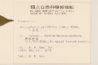 小舌菊、蔓綿菜藏品圖，第2張