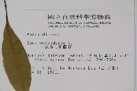 木蠟樹、山漆藏品圖，第2張