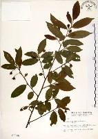 台灣楊桐藏品圖，第1張