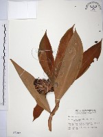 絹毛鳶尾、閉鞘薑藏品圖，第1張