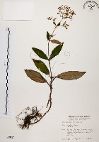 旋莢木藏品圖，第1張