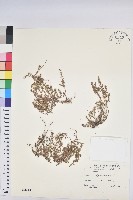 新竹地錦藏品圖，第1張