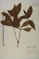 草珊瑚、紅果金粟蘭藏品圖，第1張