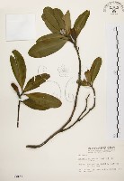 大頭茶藏品圖，第1張