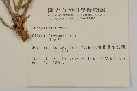 蠅子草藏品圖，第2張