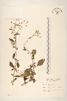 一枝香藏品圖，第1張