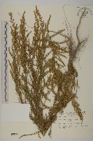 茵蔯蒿藏品圖，第1張