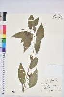 山靛藏品圖，第1張