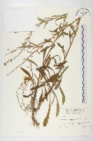 狗娃花藏品圖，第1張