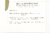 狗娃花藏品圖，第2張