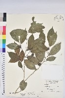 交力坪鐵色藏品圖，第1張