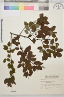 臺灣黃鱔藤藏品圖，第1張