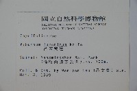 呂宋莢迷藏品圖，第2張