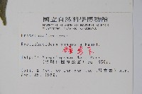 鐘萼木藏品圖，第2張