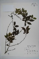 密毛假黃楊藏品圖，第1張