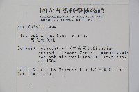 密毛假黃楊藏品圖，第2張