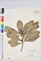 蘭嶼土沉香藏品圖，第1張