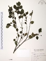 燈稱花、烏雞骨藏品圖，第1張
