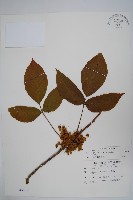 臺灣藤漆藏品圖，第1張