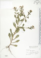 茅毛珍珠菜藏品圖，第1張