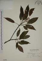 昆欄樹藏品圖，第1張