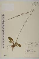 臺灣鬼督郵藏品圖，第1張