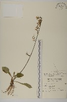 臺灣鬼督郵藏品圖，第1張